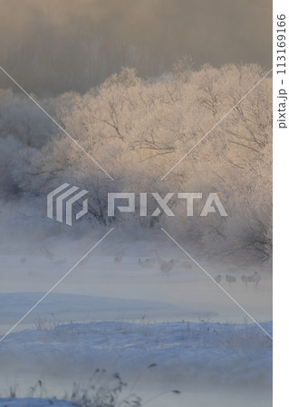 霧氷に囲まれた塒に佇むタンチョウ 113169166