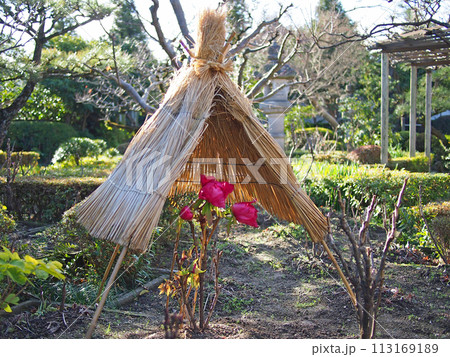 石光寺の寒牡丹 113169189