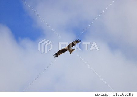 大空を舞う　トビ　トンビ 113169295