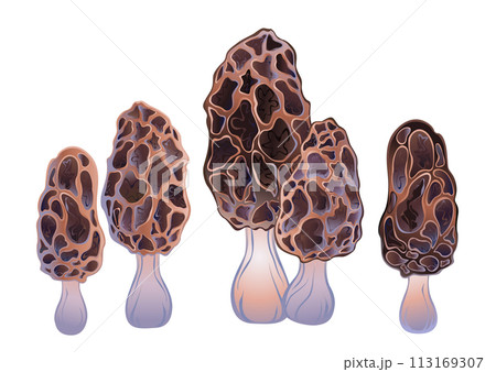 Set of morel mushrooms Set of morel mushrooms 113169307