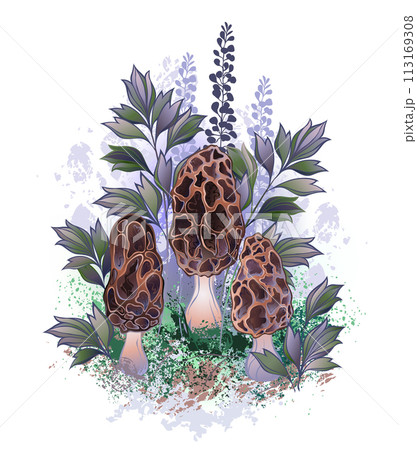 Three morel mushrooms Three morel mushrooms 113169308