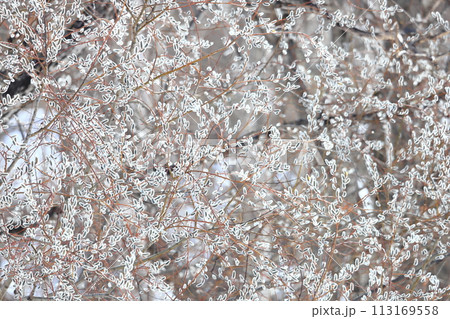 ネコヤナギの花 北海道 春の風景 ネコヤナギの花 北海道 春の風景 113169558