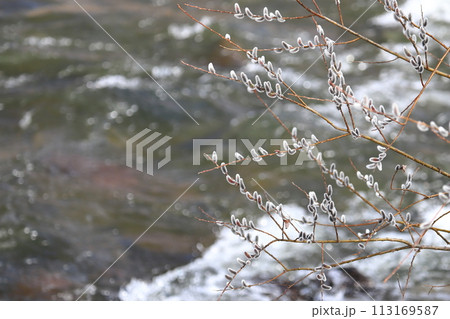 河川敷　ネコヤナギの花　北海道　春の風景 113169587