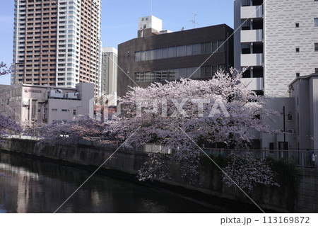 桜とビル 113169872