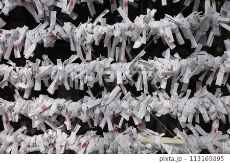 御神籤を結ぶ 御神籤を結ぶ 113169895