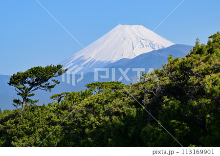 千本浜からの富士山 113169901