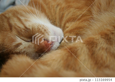 ねこ 昼寝 ねこ 昼寝 113169954