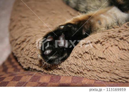 ねこ 肉球 ねこ 肉球 113169959