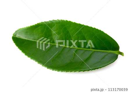 Green tea leaf isolated on white background 113170039