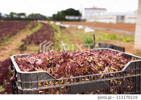 Fresh red lettuce in boxes on plantation Fresh red lettuce in boxes on plantation 113170228