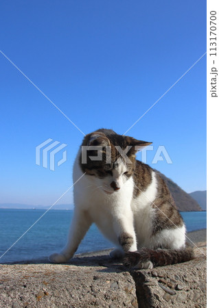 ネコの島・防波堤で日向ぼっこをする猫【香川県・佐柳島】 113170700