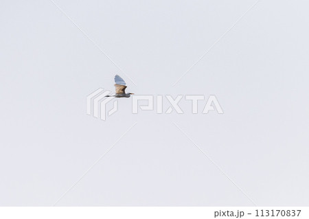 Great white egret 113170837