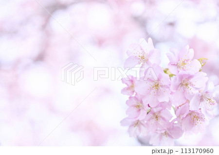 ふんわりとした桜 113170960