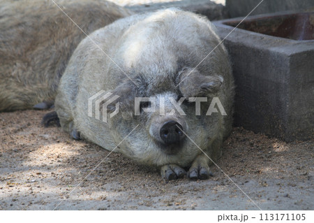 wild pig is resting wild pig is resting 113171105