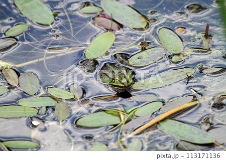 green frog in the water green frog in the water 113171136