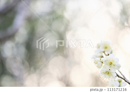白い梅の花 113171216