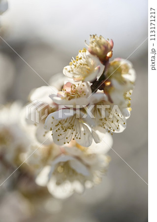 白い梅の花 白い梅の花 113171217