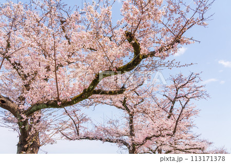 青空に映える満開のソメイヨシノ　標準木 113171378