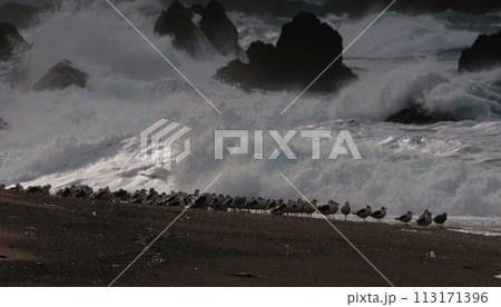 荒海の海岸に休息する海鳥の群れ 荒海の海岸に休息する海鳥の群れ 113171396