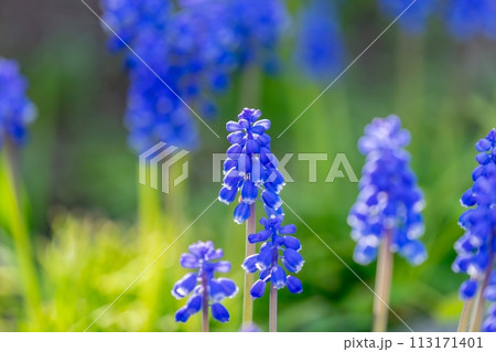 光を浴びて輝く満開のムスカリの花 113171401