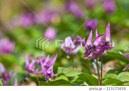 かたくりの花が見頃 113171658