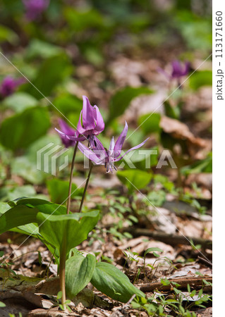 かたくりの花が見頃 かたくりの花が見頃 113171660