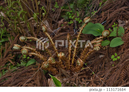 かたくりの花が見頃 かたくりの花が見頃 113171684