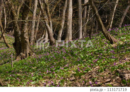 かたくりの花が見頃 113171719