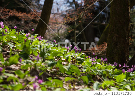 かたくりの花が見頃 113171720