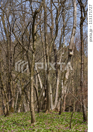 かたくりの花が見頃 かたくりの花が見頃 113171727