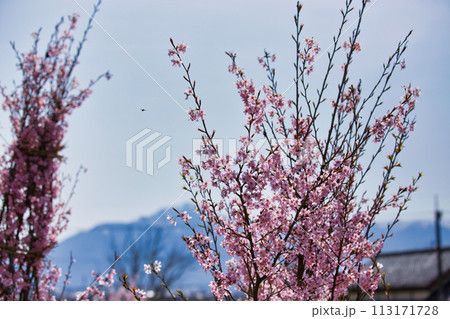 かたくりの花が見頃 かたくりの花が見頃 113171728