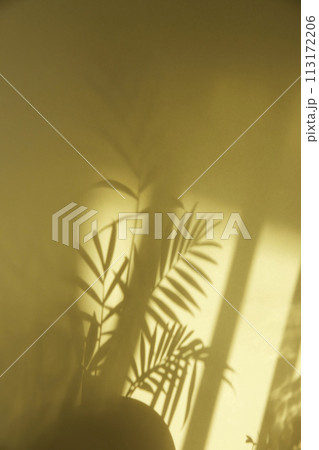 A sunny window and the shadow of a plant that can be used as a design background. A sunny window and the shadow of a plant that can be used as a design background. 113172206