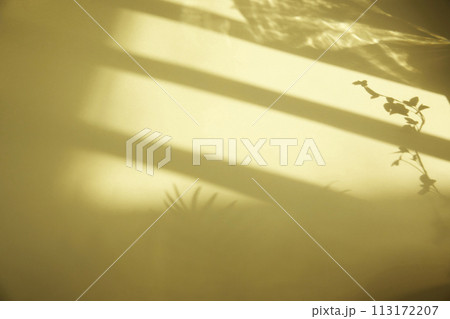 A sunny window and the shadow of a plant that can be used as a design background. A sunny window and the shadow of a plant that can be used as a design background. 113172207