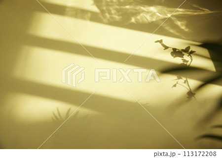 A sunny window and the shadow of a plant that can be used as a design background. A sunny window and the shadow of a plant that can be used as a design background. 113172208