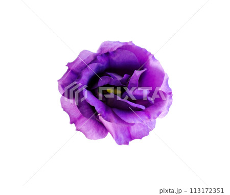 紫の花 ハロウィン 切り抜き png 背景透明 初夏 1 俯瞰 アップ 紫の花 ハロウィン 切り抜き png 背景透明 初夏 1 俯瞰 アップ 113172351