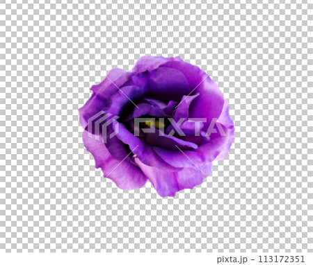 Purple flower Halloween cutout png transparent background early summer 1 bird's-eye view up Purple flower Halloween cutout png transparent background early summer 1 bird's-eye view up 113172351