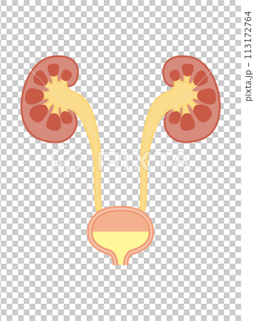 腎/膀胱 113172764