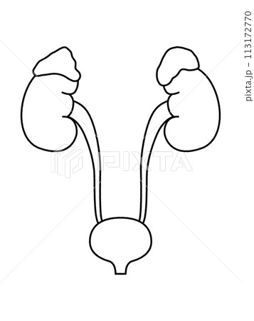 腎臓・副腎・膀胱・線画 113172770