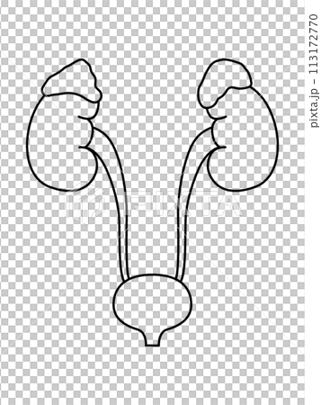 腎臓・副腎・膀胱・線画 113172770