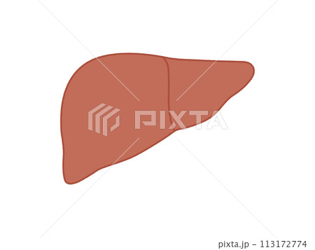 肝臓 113172774