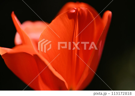 チューリップの花びら 113172818