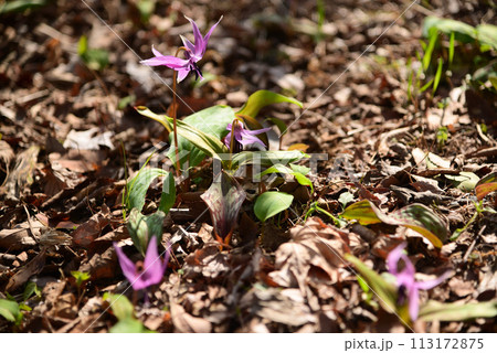 早春に咲くカタクリの花 113172875