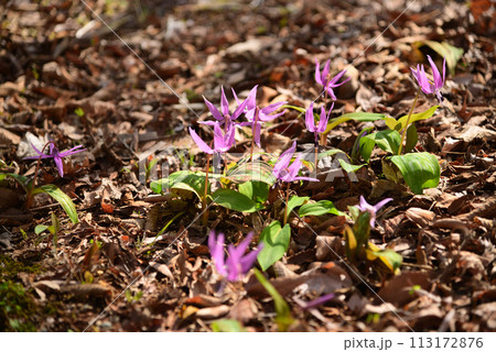 早春に咲くカタクリの花 113172876