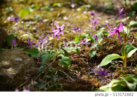 早春に咲くカタクリの花 早春に咲くカタクリの花 113172882