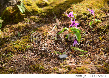 早春に咲くカタクリの花 早春に咲くカタクリの花 113172884