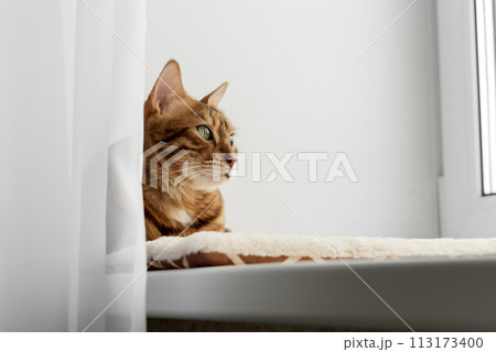 Bengal domestic cat resting on the windowsill near the window. Bengal domestic cat resting on the windowsill near the window. 113173400
