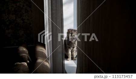 Funny grey cat is sitting on near window Funny grey cat is sitting on near window 113173457
