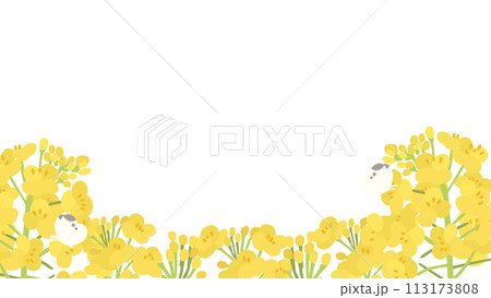 菜の花の透過装飾イラスト 菜の花の透過装飾イラスト 113173808