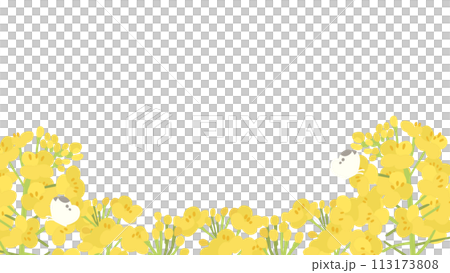 菜の花の透過装飾イラスト 菜の花の透過装飾イラスト 113173808