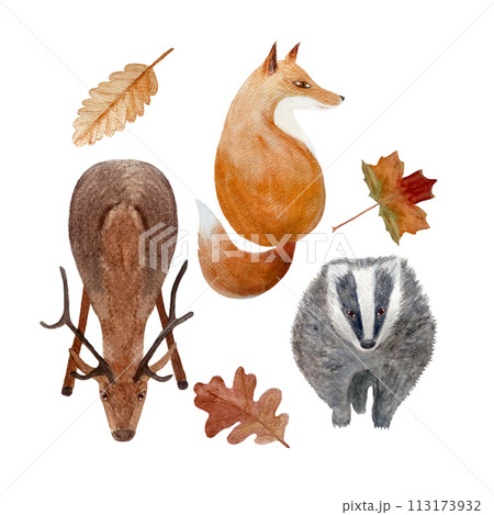 Stag, fox, badger watercolor flat illustration set isolated on white Stag, fox, badger watercolor flat illustration set isolated on white 113173932